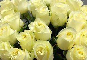 Букет Белых Роз